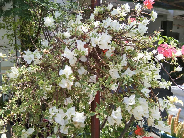 Güzel beyaz bougainvillea çiçekleri mükemmel güneş ışığıyla çiçeklenir.