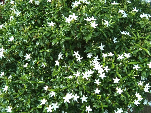 Растение Маленькими Многочисленными Цветами Белыми Свежими Зелеными Листьями — стоковое фото