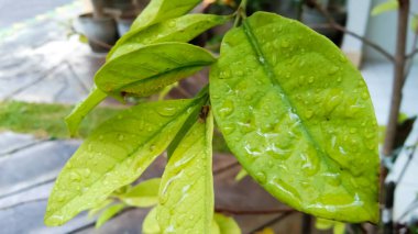 Yakından yağmur damlaları damlayan taze yeşil yapraklar. Doğa Arkaplanı