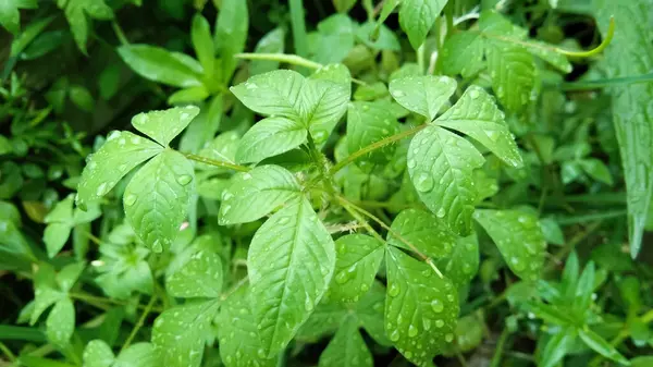 Φρέσκα Πράσινα Φύλλα Σταγόνες Βροχής Κοντά Ιστορικό Φύσης — Φωτογραφία Αρχείου