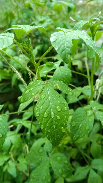 Świeże Zielone Liście Kroplami Deszczu Zbliżenie Kontekst Natury — Zdjęcie stockowe