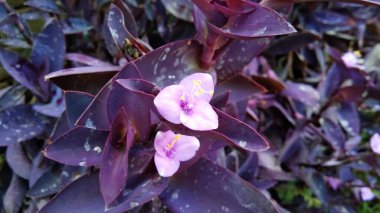 Mor Kalp Bitkisi (Tradescantia Pallida) - Mor Kalp Bitkisi, Mor Kalp Bitkisi 'nin muazzam güzellik ve göz alıcı bir görünüm sağlamaktan sağlıklı bir yaşam için sağlıklı bir çevreye kadar sayısız faydaları vardır..