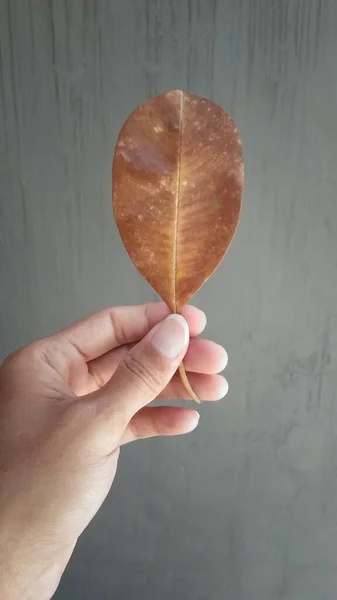 Kırmızı kauçuk (