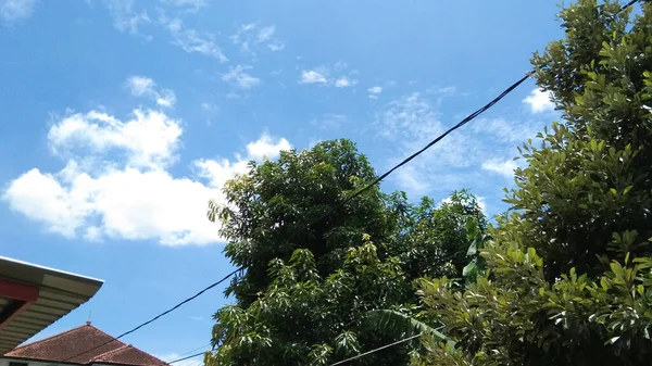 Terlihat Seperti Pohon Teduh Dengan Latar Langit Biru Dan Berawan — Stok Foto