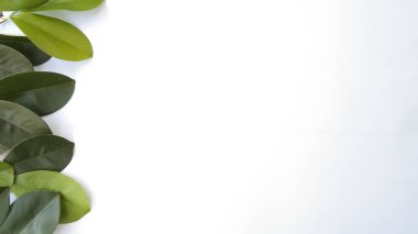 Pankart, broşür, şür vs. için uygun yeşil yaprak dekorasyonlu beyaz arkaplan
