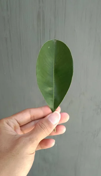 Mano Sosteniendo Hojas Frescas Caucho Rojo Caucho Kebo Ficus Elastica — Foto de Stock