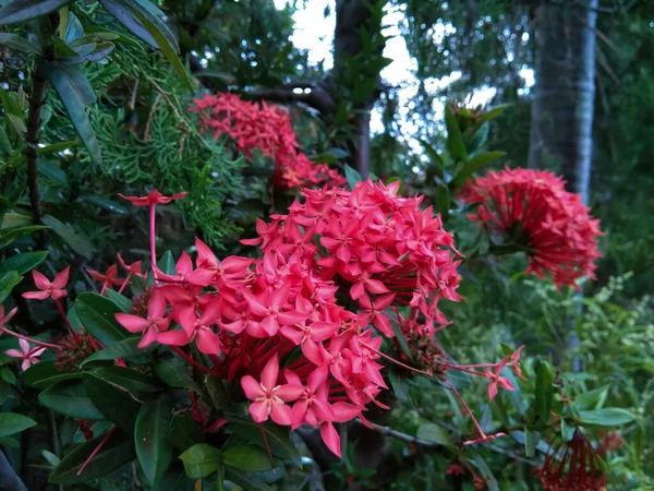 Цветок Сока Ixora Coccinea Является Одним Декоративных Растений Кустарниками Многими — стоковое фото