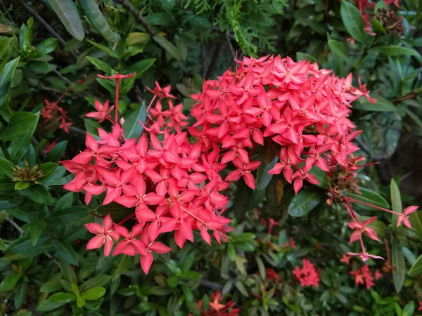 Цветок Сока Ixora Coccinea Является Одним Декоративных Растений Кустарниками Многими — стоковое фото