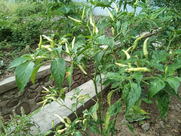 Rośliny Chili Które Przynoszą Owoce Ale Nadal Zielone Nie Czas — Zdjęcie stockowe