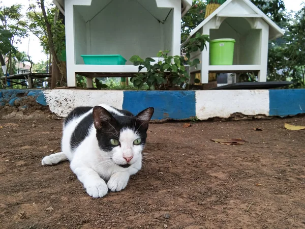 Kucing Domestik Hitam Putih Dengan Latar Belakang Rumah Kucing — Stok Foto