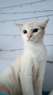 Sevimli ve sevimli yüzlü evcil bir kedinin ifadesi.