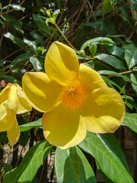 Allamanda Cathartica Ist Eine Zierpflanze Die Gemeinhin Als Alamanda Blume — Stockfoto