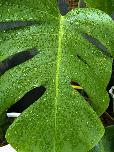 Капли Дождя Листьях Monstera Amydrium — стоковое фото