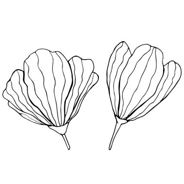 Beyaz arka planda iki el çizilmiş çiçek. Bir sıra çiçek çizimi. Vektör illüstrasyonu