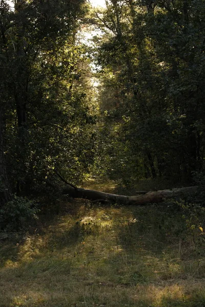 Morgenlicht Ein Bild Das Das Gefühl Des Friedens Und Der — Stockfoto