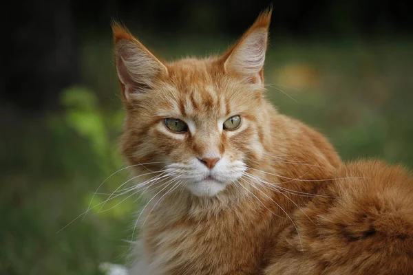 Mainecoons Přátelský Zahradní Predátor — Stock fotografie