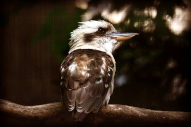 Kookaburra, 