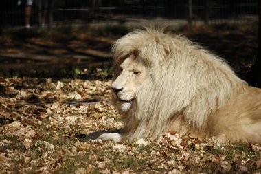 Parlak renkli güzel bir aslan erkek güzel yelesini doğrudan güneş ışığında sunar..