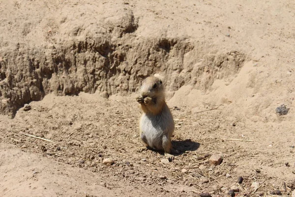 Picture Young Prairie Dog Taken Wildlands Park Netherlands Stunning Zoo — Stock Photo, Image