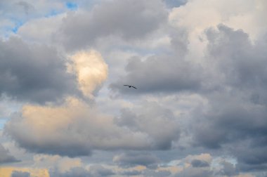 Martı uçuyor ve karamsar, dramatik, bulutlu bir arka planda uçuyor. Martı mavi gökyüzüne karşı uçar, gün batımında bulutların üzerinde süzülür. Gökyüzündeki kuşun fotoğrafı