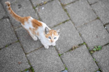Serseri hayvan sorunu, sokak kedileri için barınak kavramı. Sokak kedisi yemek için yalvarıyor. Evsiz hayvanlar.