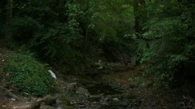 Deniz dalgaları kıyıdaki kayalara çarpar ve bir su patlaması yaratır. Okyanus dalgası Rocky Sahili 'ne çarpıyor.
