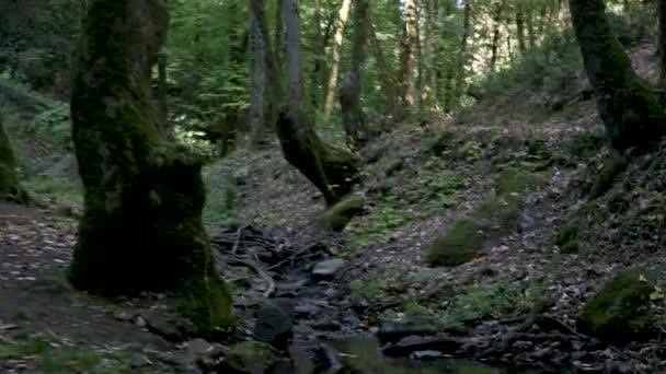 Les Čerstvé Zelené Listí Stromech Procházka Lesem Podél Potoka Pozadí — Stock video