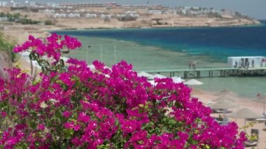 Deniz tatil beldesi çiçekleri ve açık hava. Palmiye ağaçları, çiçekler ve deniz manzarası. Deniz kıyısında rüzgarda sallanan parlak bougainvillea çiçekleri. Mısır