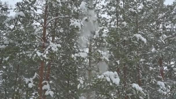 Zimowy Las Opady Śniegu Pada Śnieg Gałęzi Ziemię Mrożony Las — Wideo stockowe