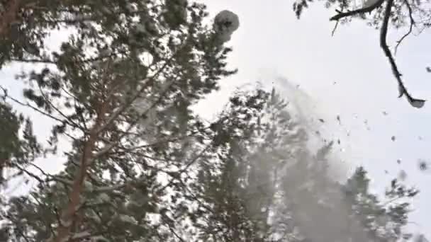 Téli Erdő Havazás Hullik Ágakról Földre Fagyasztott Téli Erdő Mélyen — Stock videók