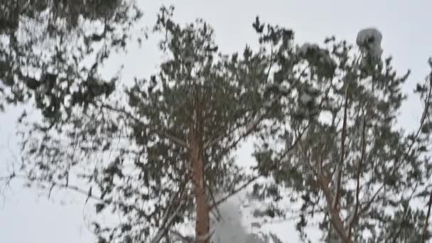 Winterbos Sneeuw Valt Sneeuw Valt Van Takken Naar Grond Bevroren — Stockvideo