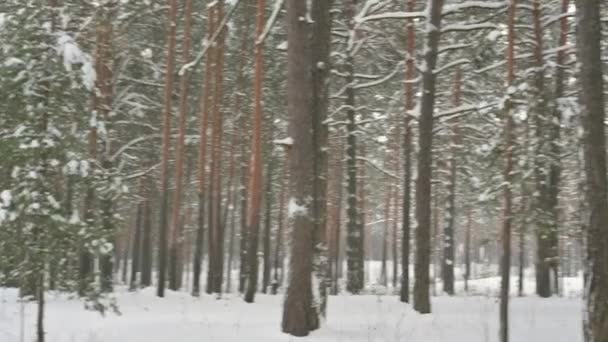 Foresta Invernale Neve Caduta Neve Cade Dai Rami Suolo Foresta — Video Stock