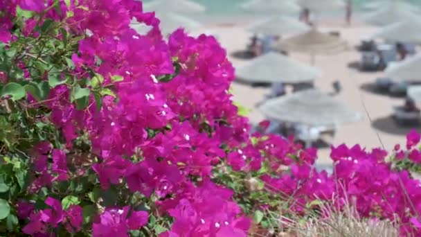 Deniz Tatil Beldesi Çiçekleri Açık Hava Palmiye Ağaçları Çiçekler Deniz — Stok video