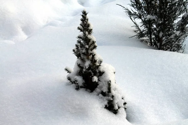 スプルース雪の中の木 — ストック写真