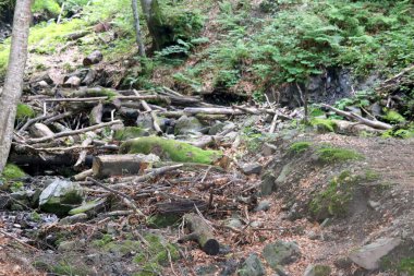 Güzel doğa, bitki örtüsü ve çevre