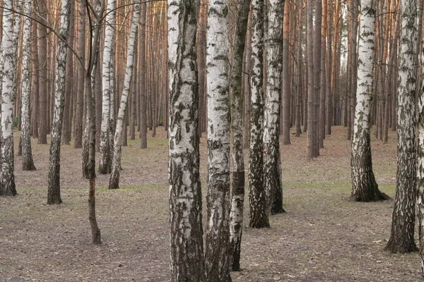 Paysage Forestier Avec Pin Les Arbres — Photo