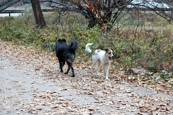 Собака Лесу Своими Собаками — стоковое фото