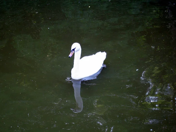 Cisne Blanco Nadando Agua — Foto de Stock