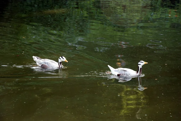 Cisne Blanco Nadando Agua — Foto de Stock