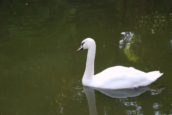 Cisne Blanco Nadando Agua — Foto de Stock