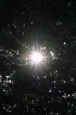 Güneş parkındaki ormanın güzel manzarası