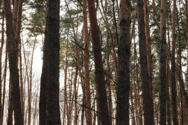 Sabah ormanın güzel manzarası