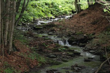 Doğanın güzel manzarası
