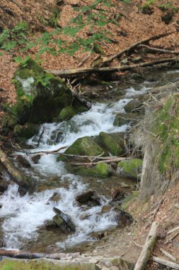 Ormanda güzel bir şelale