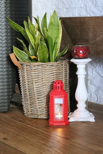 Декоративный Горшок Красными Зелеными Растениями Деревянном Столе — стоковое фото
