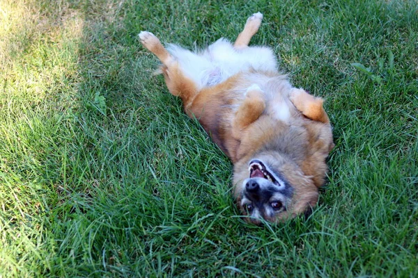 狗躺在草地上 — 图库照片