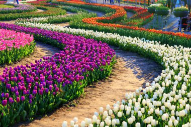 Bahçedeki güzel laleler