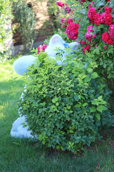 Flores Bonitas Jardim Com Gato — Fotografia de Stock