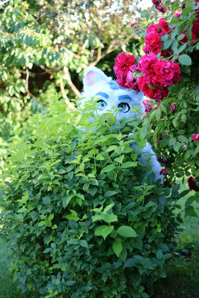 Flores Bonitas Jardim Com Gato — Fotografia de Stock