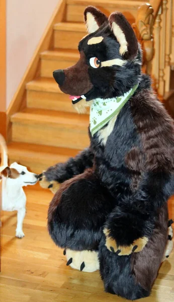 Joven Gato Blanco Negro Con Perro Fondo — Foto de Stock